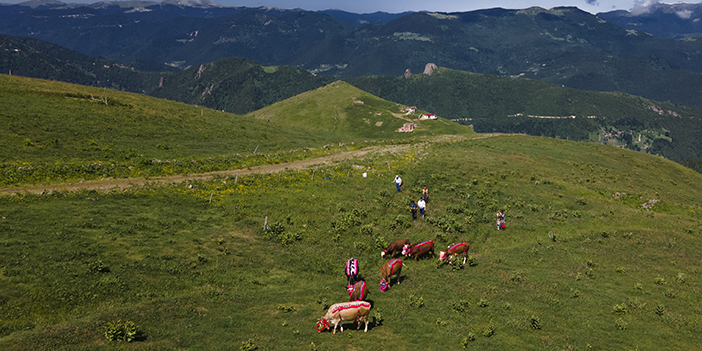 Karadeniz'de yaylacıların sezonu açıldı! Yolculuklar başladı