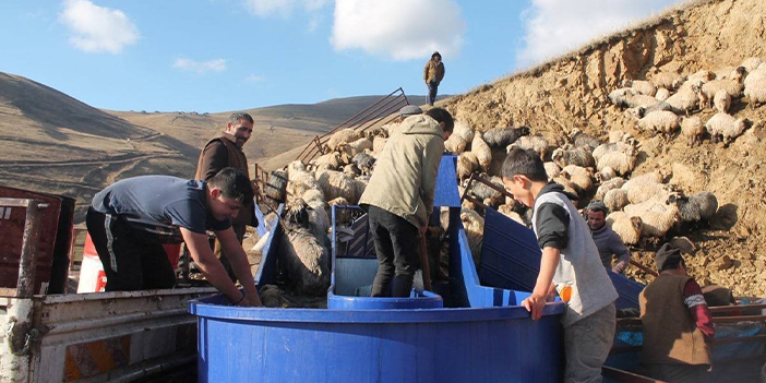 Bayburt'ta küçükbaş hayvanlar yıkanarak ilaçlandı 