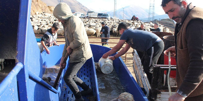 Bayburt'ta küçükbaş hayvanlar yıkanarak ilaçlandı 