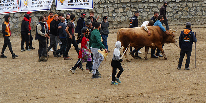 Rize'de boğa güreşlerine yoğun ilgi