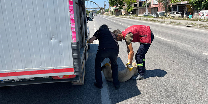 Samsun'da vatandaşlar yaralı köpek için seferber oldu! 