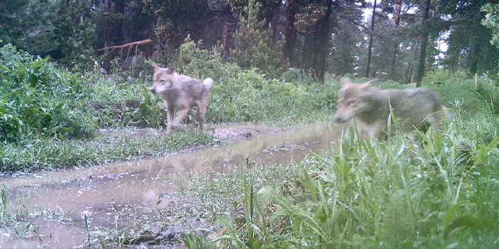 Artvin'de ormanda kurt sürüsü görüntülendi