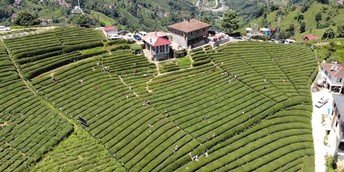 rize-cay-bahcesi-baklava-gorunumu-1.jpg