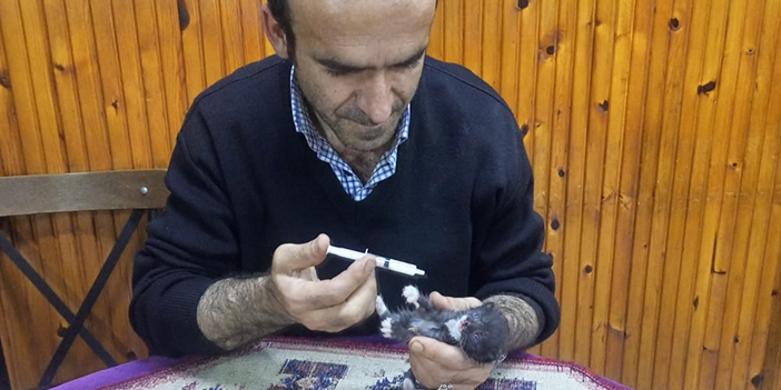 Trabzon'da kedi yavrularına yayla sakini sahip çıktı