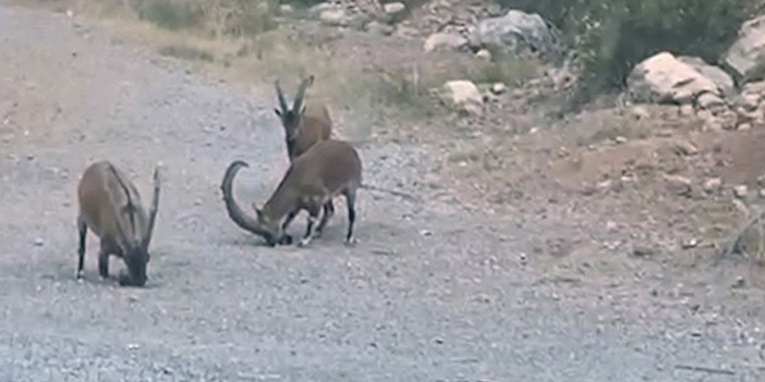 Yaban keçileri Gümüşhane'nin doğal güzelliğine renk kattı