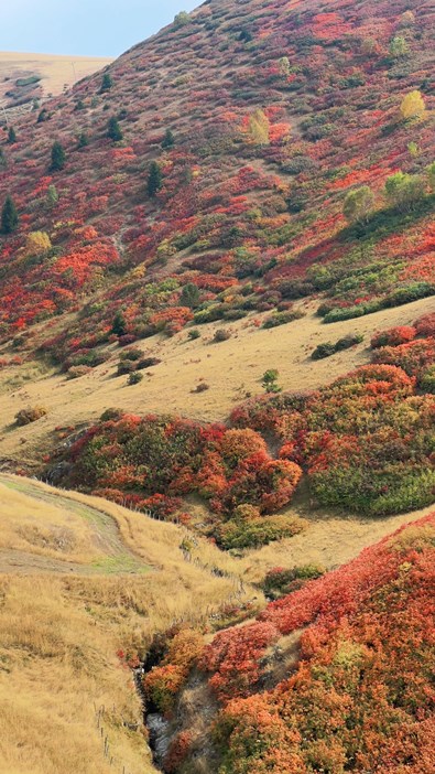 giresun-yaylalarinda-sonbahar-guzelligi-001.jpg