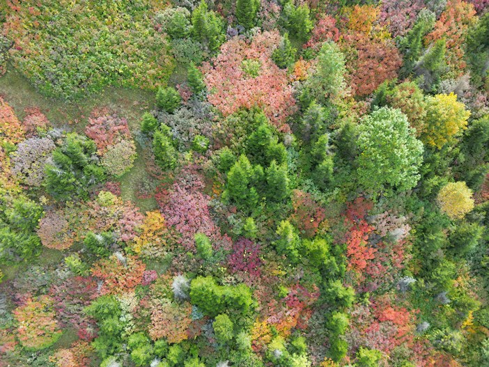 giresun-yaylalarinda-sonbahar-guzelligi.jpg