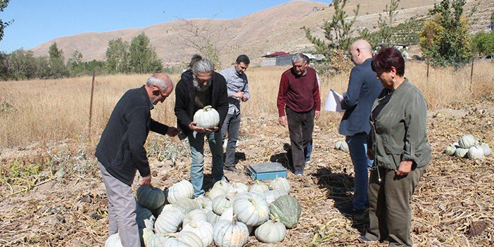 Bayburt'ta bal kabakları tarladan sofraya ulaşıyor