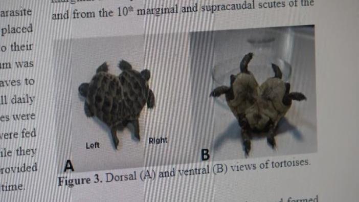 trabzonda-cift-basli-yilan-goruntulendi-cok-ender-bir-tur-005.jpg