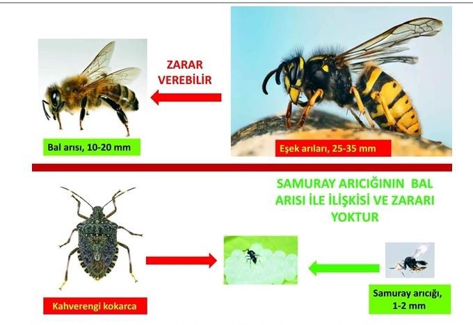 Arıcıların korkulu rüyası! Samuray arıları akıllarda soru işareti 