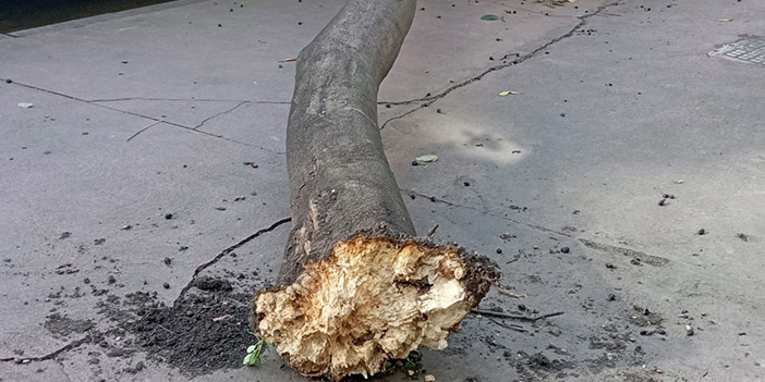 Samsun'da rüzgar etkili oldu! Araçların üzerine ağaç devrildi