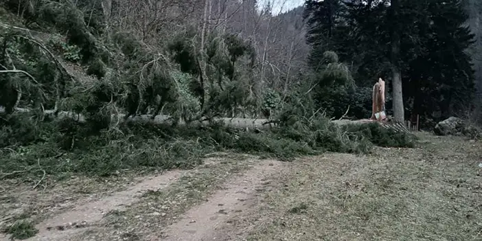 Gümüşhane’de fırtına yüzlerce yıllık ağacı devirdi