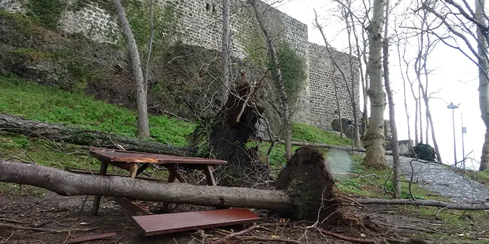 Giresun'da şiddetli fırtına asırlık ağaçları devirdi