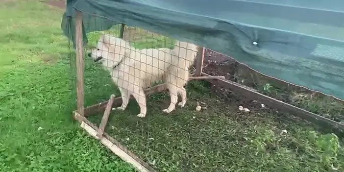 Samsun'da ördekleri telef eden köpeği ördek kafesine kilitledi