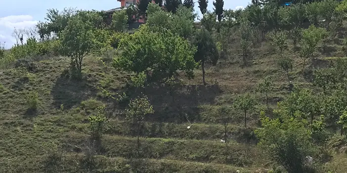 Samsun'da engebeli araziler zeytin bahçelerine dönüşüyor! 