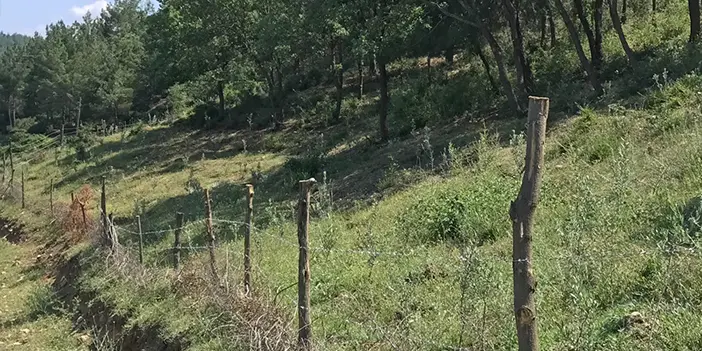 Samsun'da engebeli araziler zeytin bahçelerine dönüşüyor! 