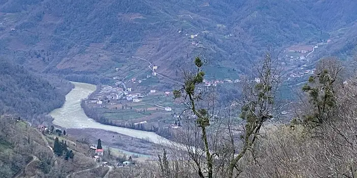 Artvin ve Gürcistan arasında sınırı aşan inek için seferberlik!