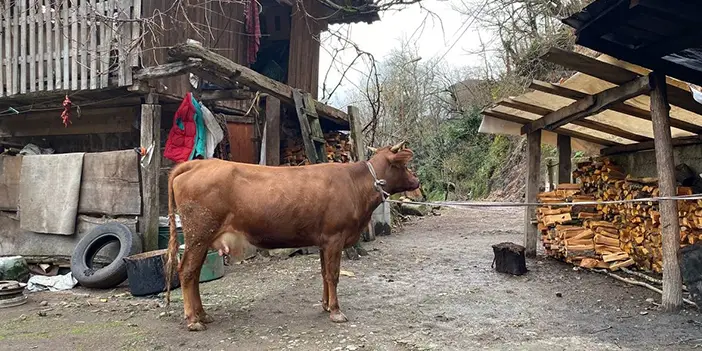 Artvin ve Gürcistan arasında sınırı aşan inek için seferberlik!