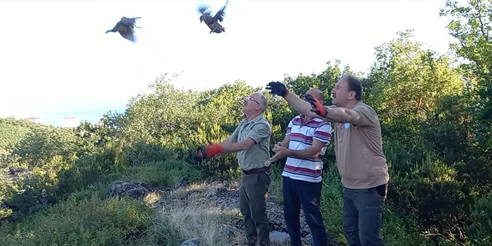 Trabzon'da 2 yılda binlerce sülün doğaya bırakıldı