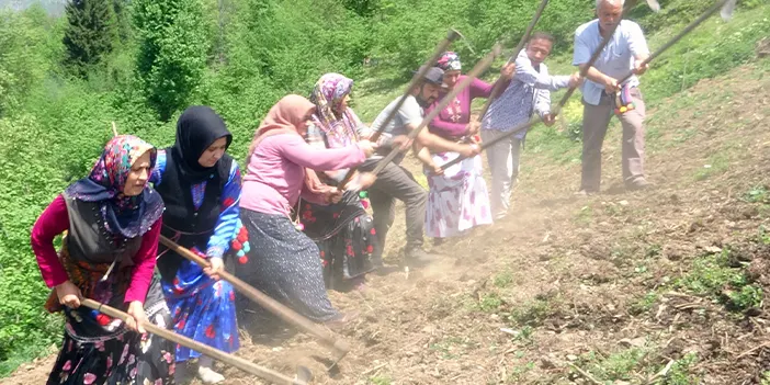 Giresun'da asırlık imece geleneği yaşatılıyor