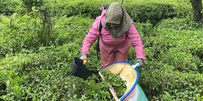 Rize'de üreticinin yeni tercihi! Çay makasları yerine şarjlı çay kesme motorları