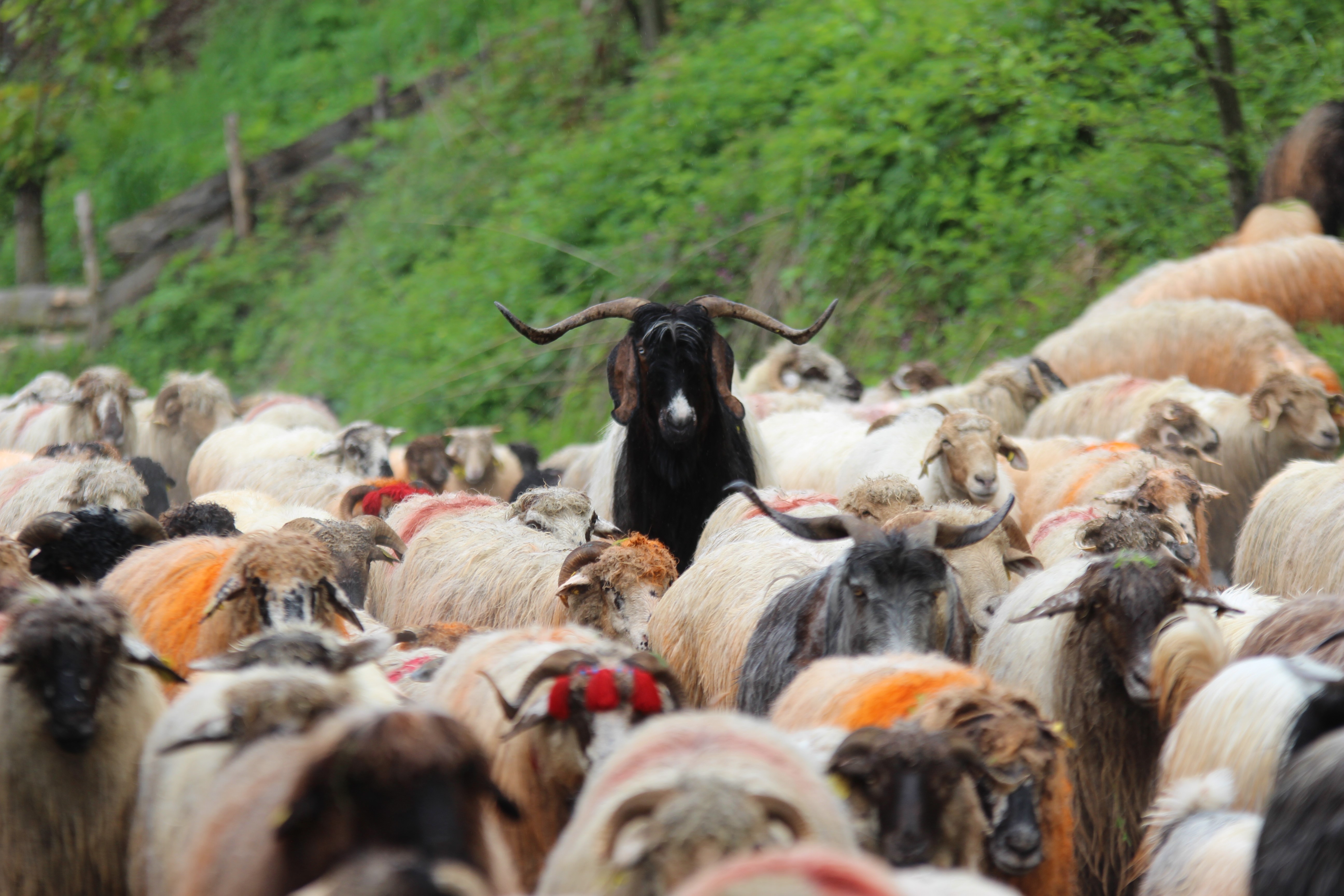 yayla-goc.jpg