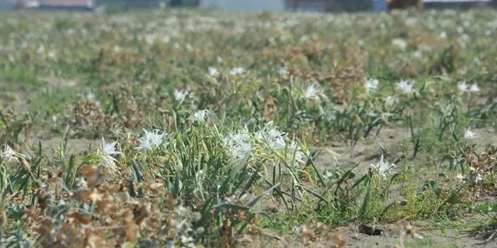 Samsun'da bu bitki ve hayvanlara dokunanların ocağı sönüyor