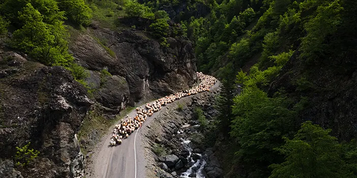 Trabzon'da besicilerin yayla göçü sürüyor!