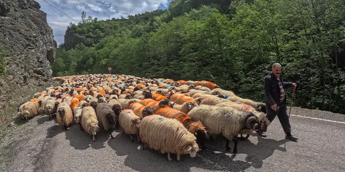 Trabzon'da besicilerin yayla göçü sürüyor!