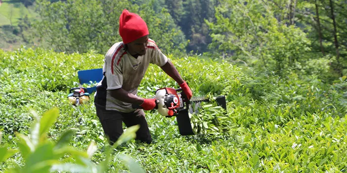 Trabzon'da Senegalli işçiler çay hasadında! 