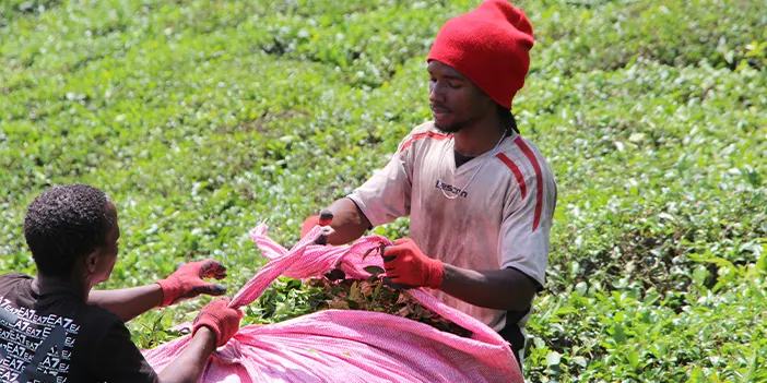 Trabzon'da Senegalli işçiler çay hasadında! 