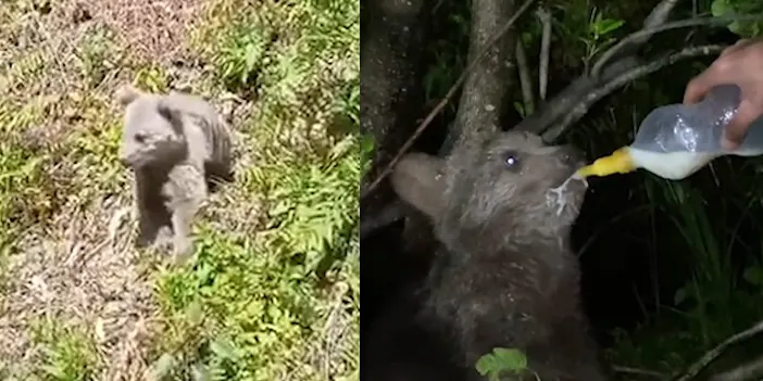 Rize'de aç kalan ayılar yayla evlerini talan etti