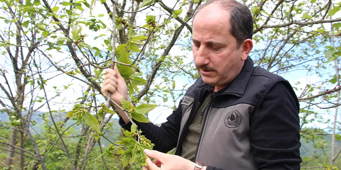 Trabzon'da katil arıya karşı avcı böcekler görev başında