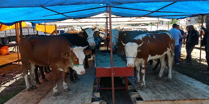 Trabzon'da kurban pazarlarında sıkı pazarlıklar başladı