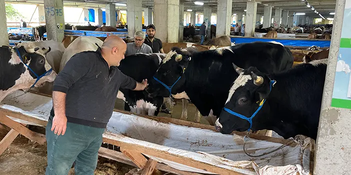 Rize’de kurbanlıklar alıcılarını bekliyor