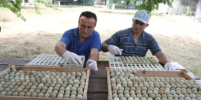 Samsun'da yetiştirilen 369 bin sülün doğaya salındı