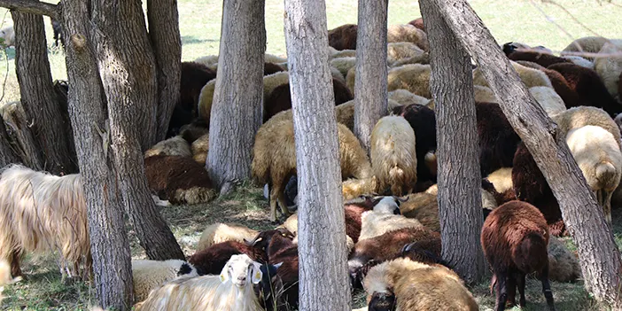 Bayburt'ta besicilerden hayvanlarını serinletmeye ilginç çözüm