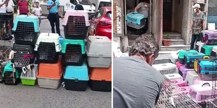 İstanbul'da kötü koku ihbarı 85 hastalıklı kediyi kurtardı! 