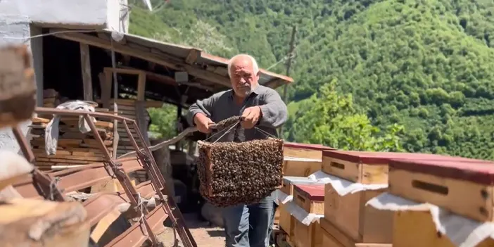 Artvin'de arılar oğul verdi! Süreç film gibi 