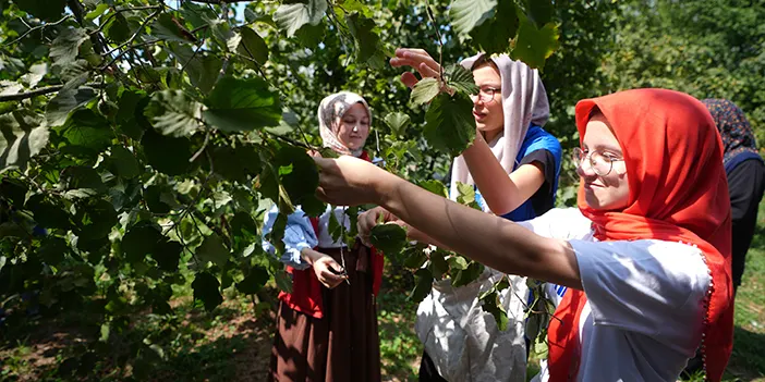 4-yildir-gonullu-olarak-findik-topluyorlar-3.webp