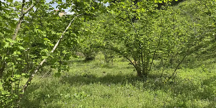 findik-mesaisi-basladi-5.webp
