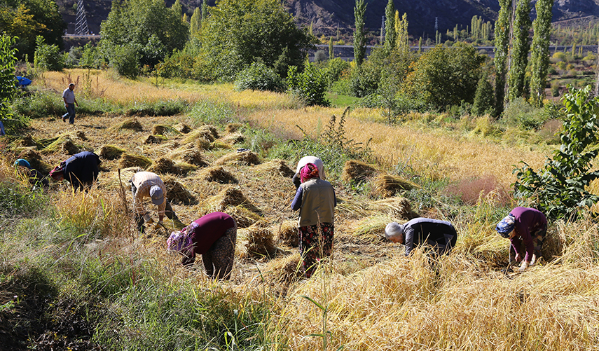 Artvin'de ata tohumu 20 yıl sonra toprakla buluştu