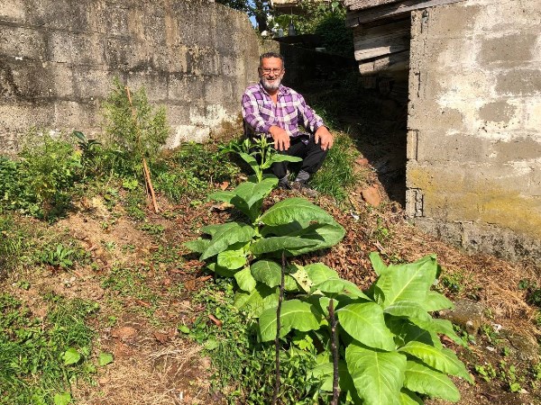 Rize'de yıllar sonra Puro tütünü ekimine başlandı