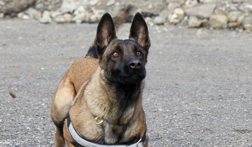 Trabzon'dan deprem bölgesine getirilen 'Rita' 3 kişi ve bir kedi kurtardı