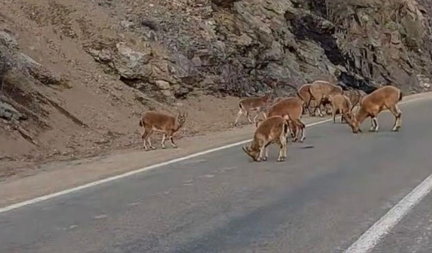 dağ keçileri yola indi giresun 1