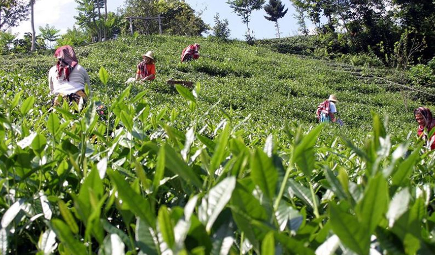 Rize'de 2023 CHP milletvekili adayları belli oldu!