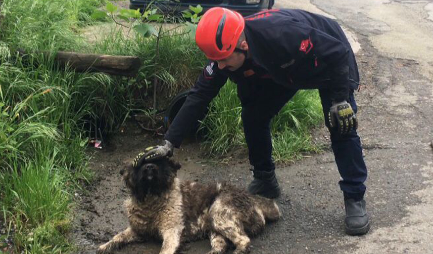 Trabzon’da akara sıkışan köpek için ekipler seferber oldu