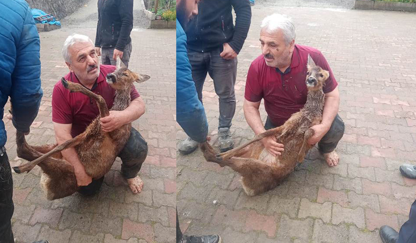 Trabzon'da dereye düşen karaca için seferberlik