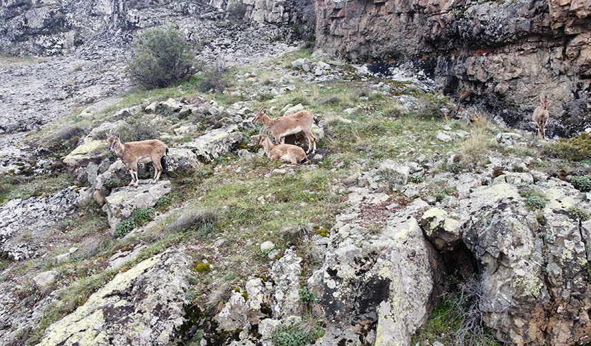 Gümüşhane'de yaban keçileri dronla görüntülendi