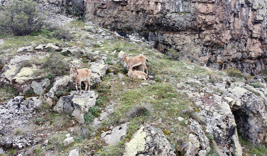 Gümüşhane'de yaban keçileri dronla görüntülendi